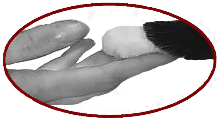 I C PawsAbilities Logo